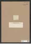 Melosira distans var. minima Grun. (de-Toni-Nr.: Genus 213, Species 5307) Zeichnungen Sammlung Grunow Nr. 9161 (NHMW-BOT-W0378939)